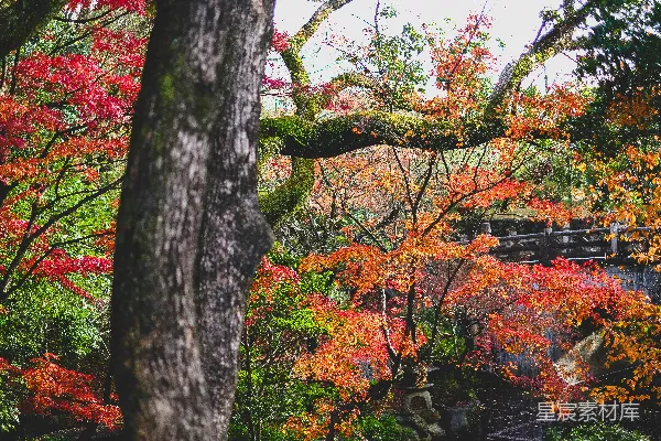 高清摄影 白天的树木和植物的景色