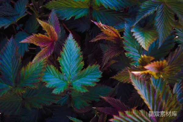 高清摄影 一张绿色树叶的特写照片