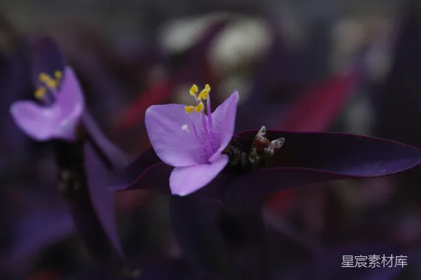 高清摄影 一株紫色的花朵的特写，背景模糊。