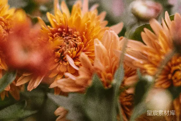 高清摄影 一束橙色花朵的特写