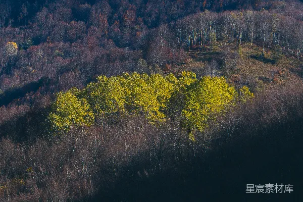 高清摄影 一片黄色的花朵