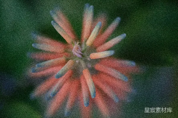 高清摄影 一朵花的特写，背景模糊不清。