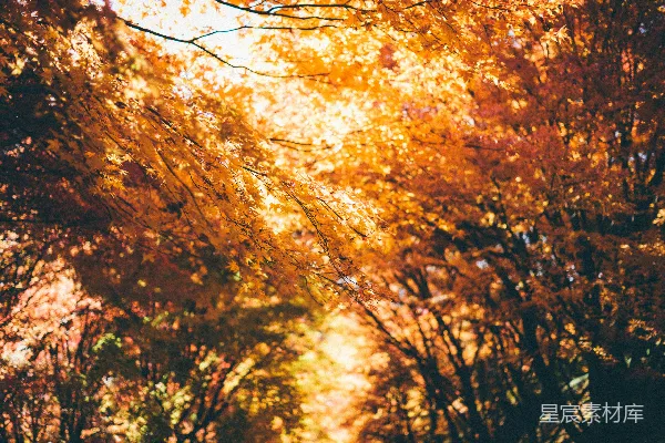 高清摄影 一张树的特写照片