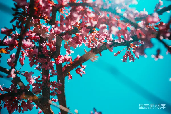高清摄影 红白相间的花朵在近距离摄影中
