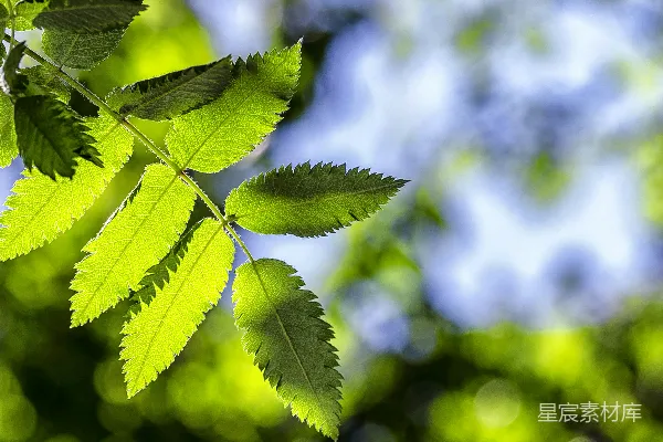 高清摄影 绿叶植物