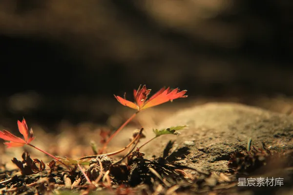 高清摄影 红叶在棕色岩石上