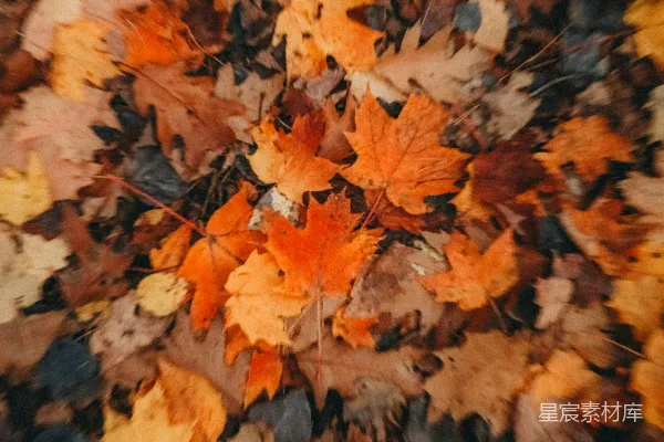 高清摄影 一地落叶
