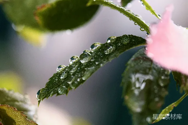 高清摄影 一朵带有水珠的粉红色花朵
