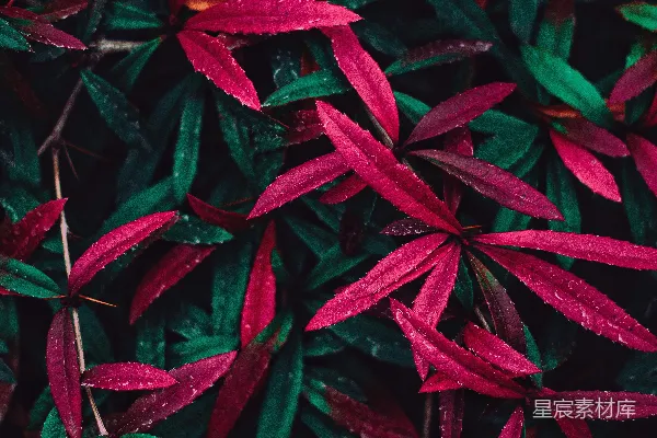 高清摄影 红绿植物 '