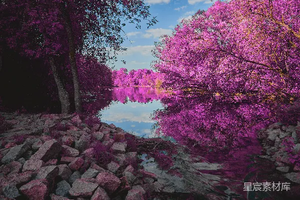 高清摄影 红外夜景图，紫色的树木倒映在水中。