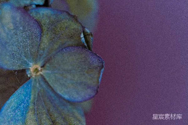 高清摄影 蓝色花瓣的特写，背景为紫色。