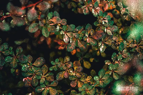 高清摄影 一片树叶的特写，上面有水珠。