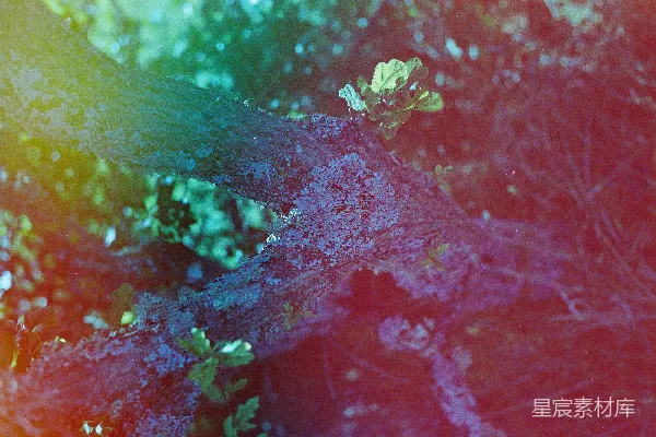 高清摄影 彩色的光线照亮了树的纹理枝干和树叶。