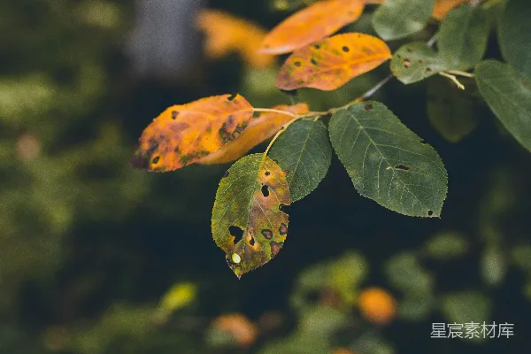 高清摄影 一株叶子的特写，上面有水滴。
