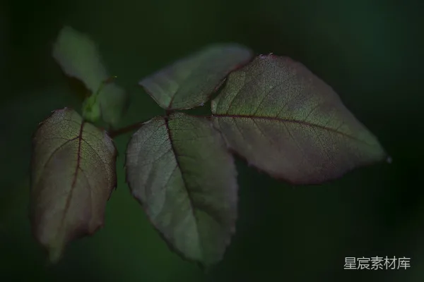 高清摄影 特写摄影中的绿叶