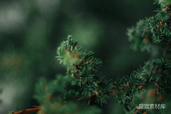 高清摄影 近距离拍摄的绿松柏树