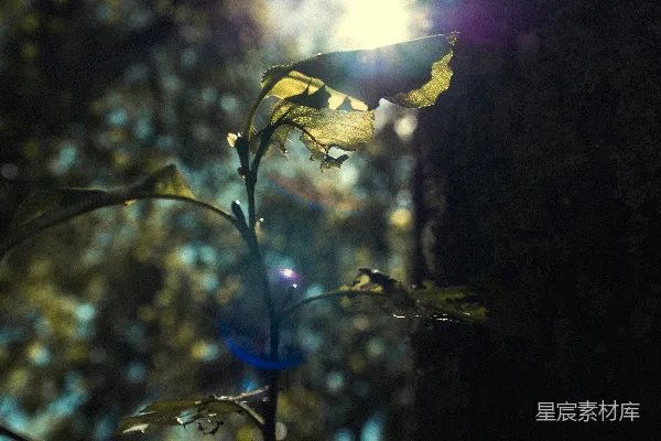 高清摄影 带水珠的黄色花