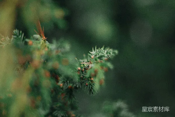 高清摄影 倾斜移轴镜头下的绿色植物