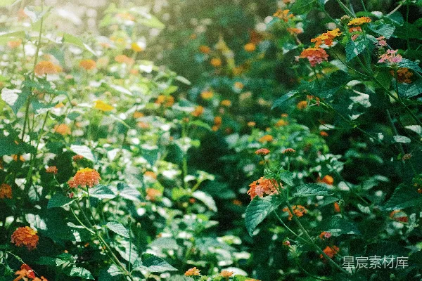 高清摄影 白天的红花绿花