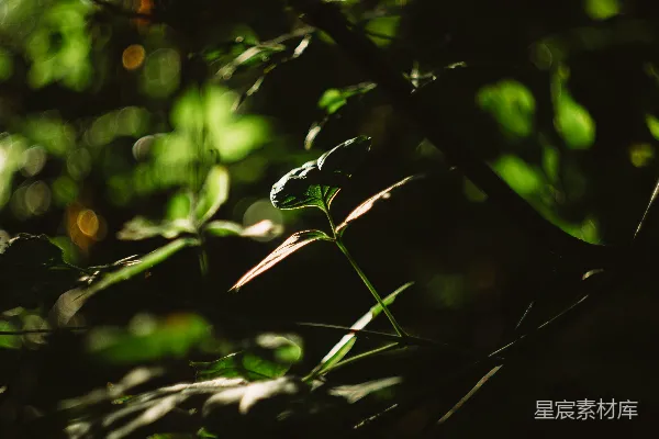 高清摄影 低光照下的植物照片