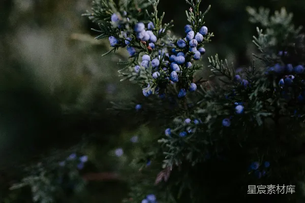高清摄影 蓝莓的特写摄影