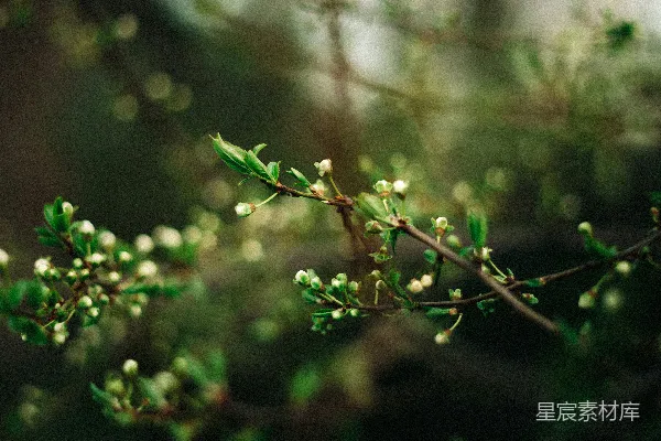 高清摄影 微距镜头下的绿色植物