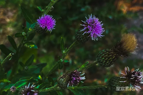 高清摄影 一簇紫色的花