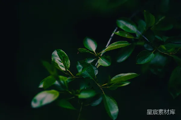 高清摄影 一棵树的一根枝条，上面有绿色的叶子。