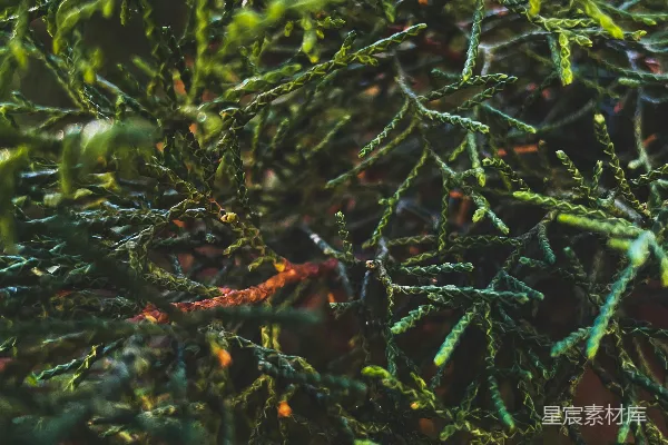 高清摄影 一张近距离拍摄的植物的照片