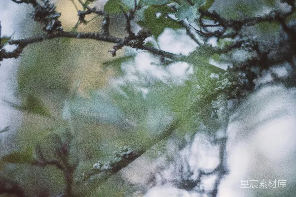 高清摄影 树枝和树叶在朦胧的森林中若隐若现。
