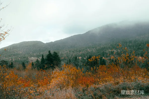 高清摄影 前景中有树木和灌木丛，背景是一座山脉。