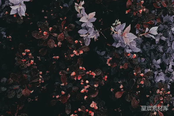 高清摄影 一棵树上的一簇紫色和红色的叶子
