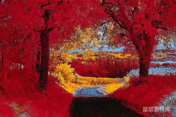 高清摄影 道路两旁是红色的树木，远处的树叶是黄色的。