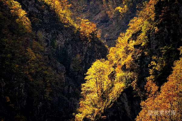 高清摄影 一片峡谷的景色，黄色和绿色的树木交相辉映。