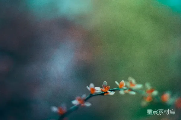 高清摄影 橙色的花蕾在微移镜头下