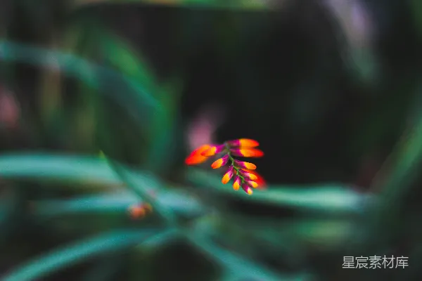 高清摄影 橙色和黄色的花朵在移轴镜头下拍摄