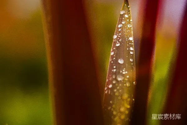 高清摄影 橙色植物上的水滴