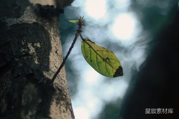 高清摄影 一片叶子悬挂在树枝上