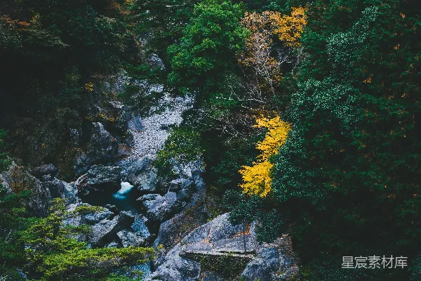 高清摄影 白天河边的绿树