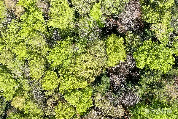 高清摄影 绿色和棕色的植物在棕色的土壤上
