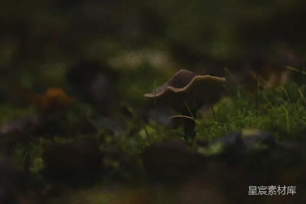 高清摄影 棕色蘑菇长在绿色草地上