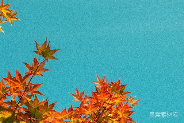 高清摄影 一架飞过有橙色树叶的树的飞机