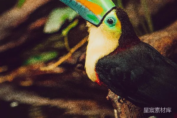 高清摄影 一只色彩斑斓的 toucan 坐在水中的树枝上。