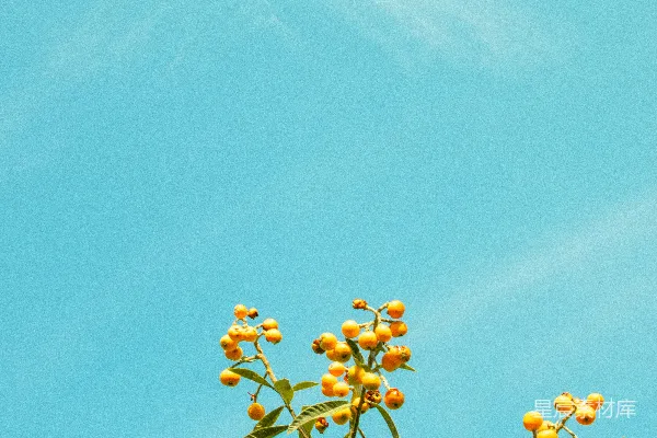 高清摄影 蓝天白云下，前景有一些黄色的花朵。