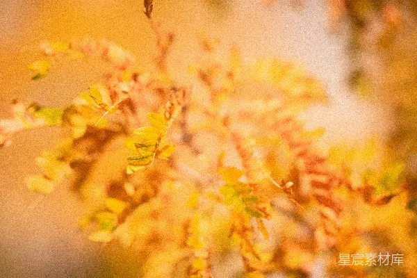 高清摄影 秋季树叶的特写，呈现出温暖的金色色调。