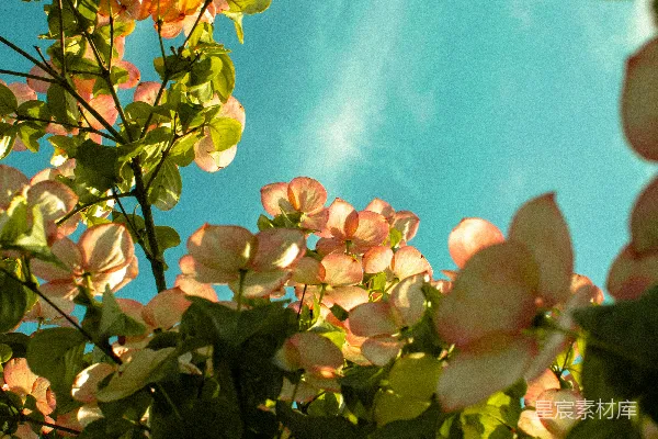 高清摄影 一树上的花
