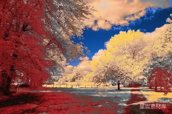 高清摄影 梦幻般的风景，蓝天下的红树和黄树