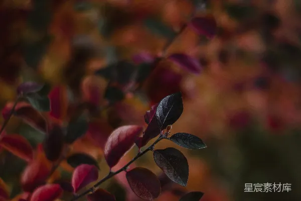 高清摄影 树枝上的虫子
