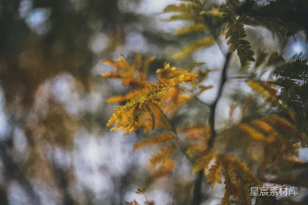 高清摄影 棕叶植物