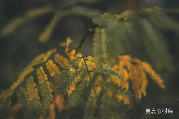 高清摄影 黄色花朵摄影